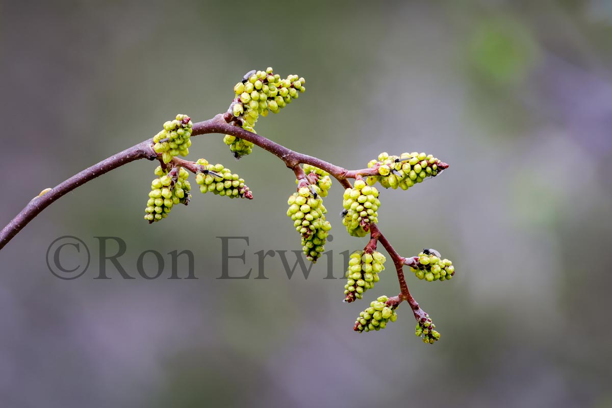 Fragrant Sumac