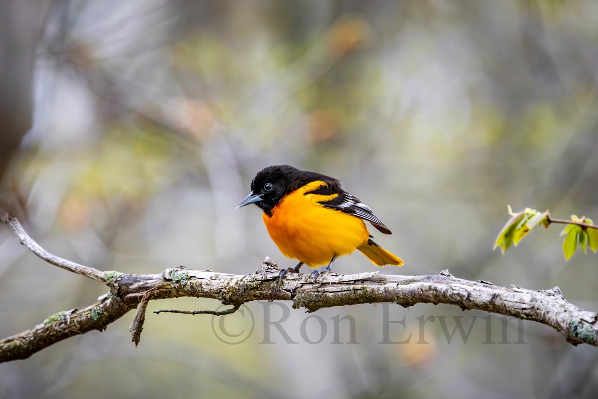 Male Baltimore Oriole