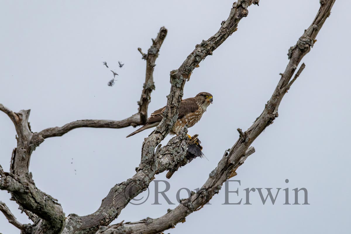 Merlin with Prey