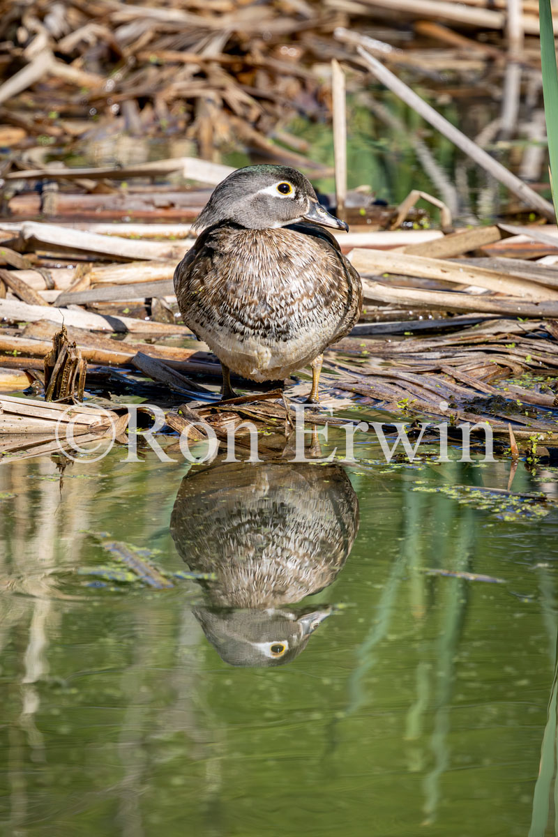 Wood Duck Female