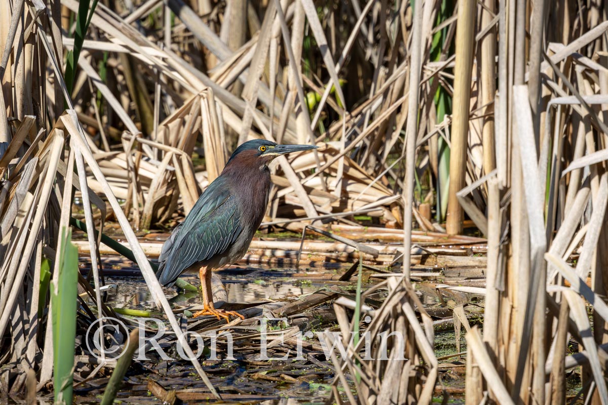 Green Heron
