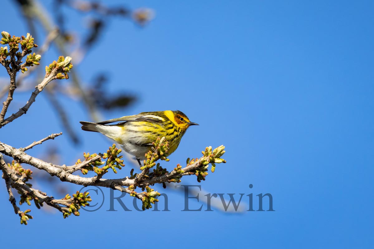 Cape May Warbler Male