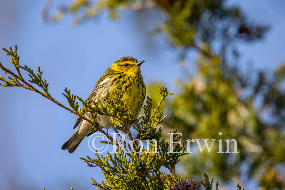 Male Cape May Warbler