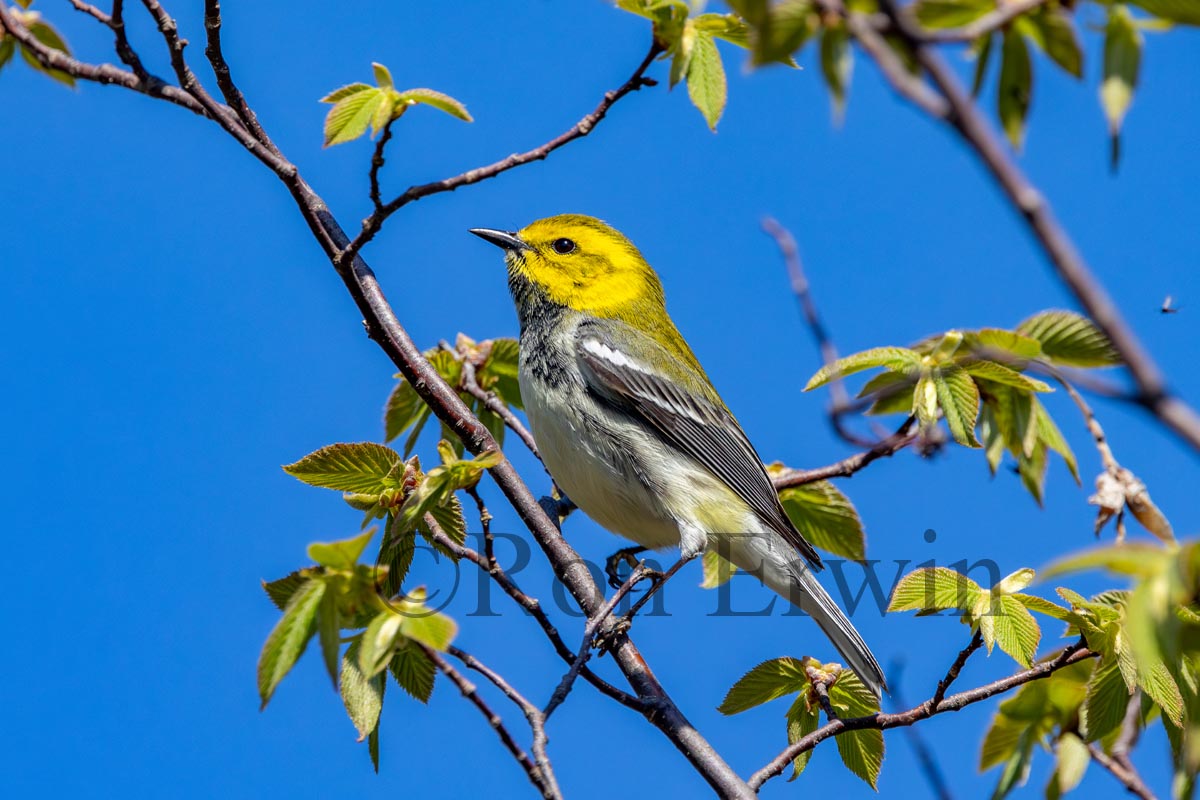 Black-throated Green Warbler