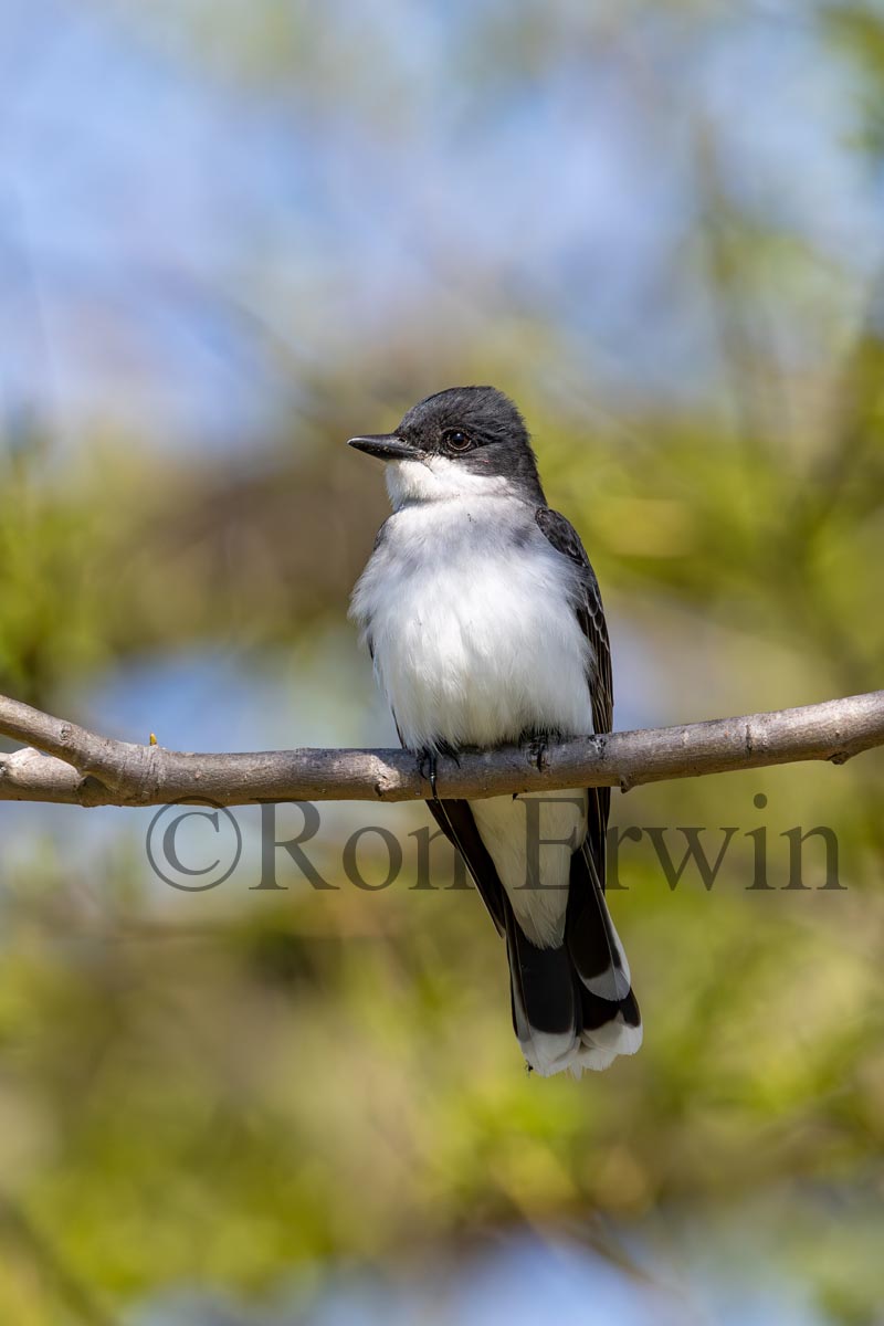 Eastern Kingbird