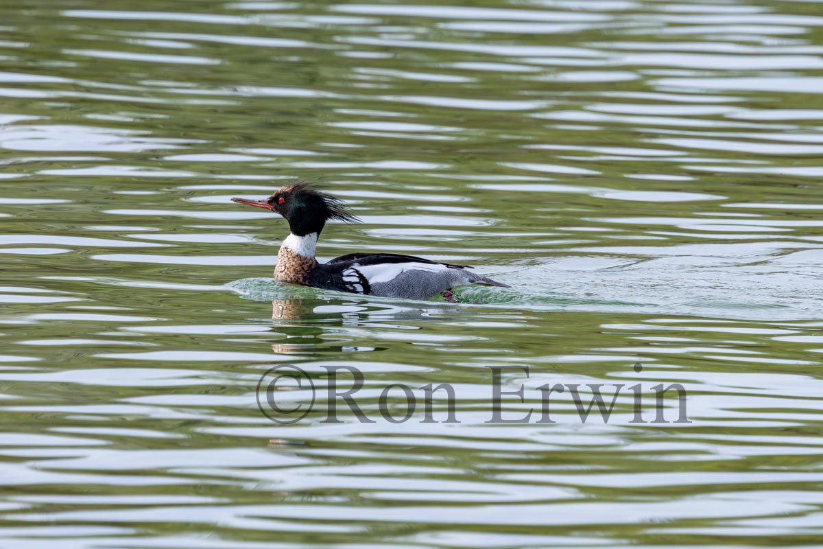 Male Red-breasted Merganser