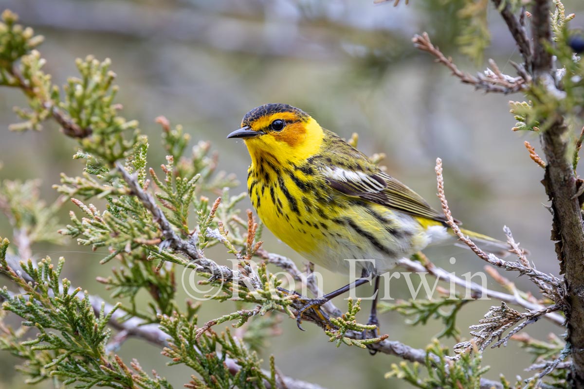 Cape May Warbler Male