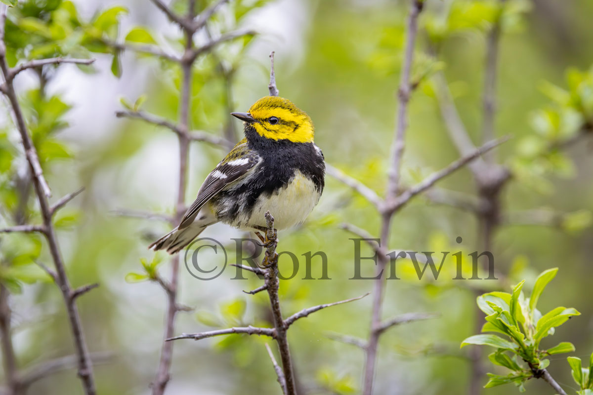 Male Black-throated Green Warbler