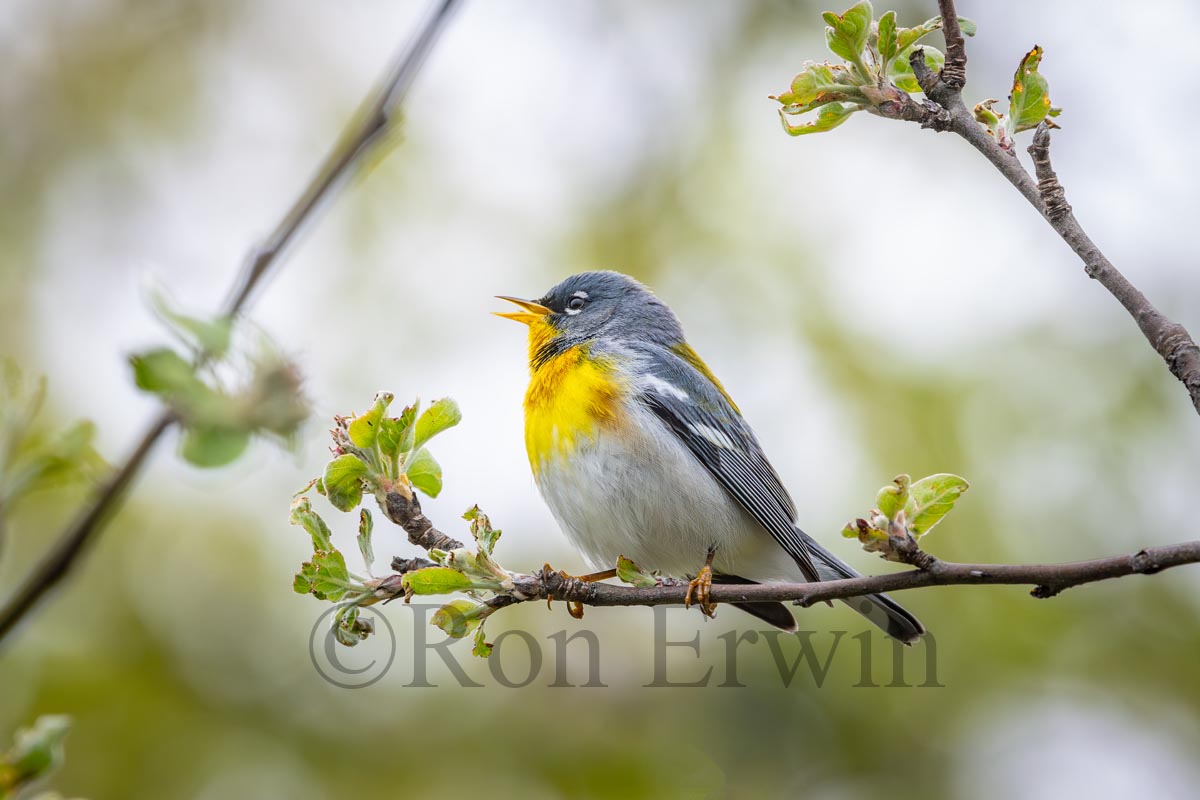 Northern Parula Male