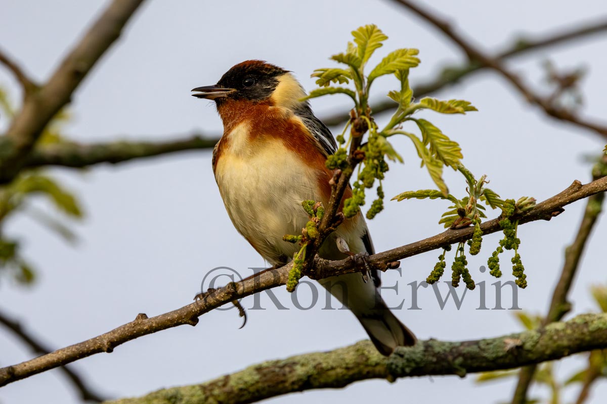 Male Bay-breasted Warbler