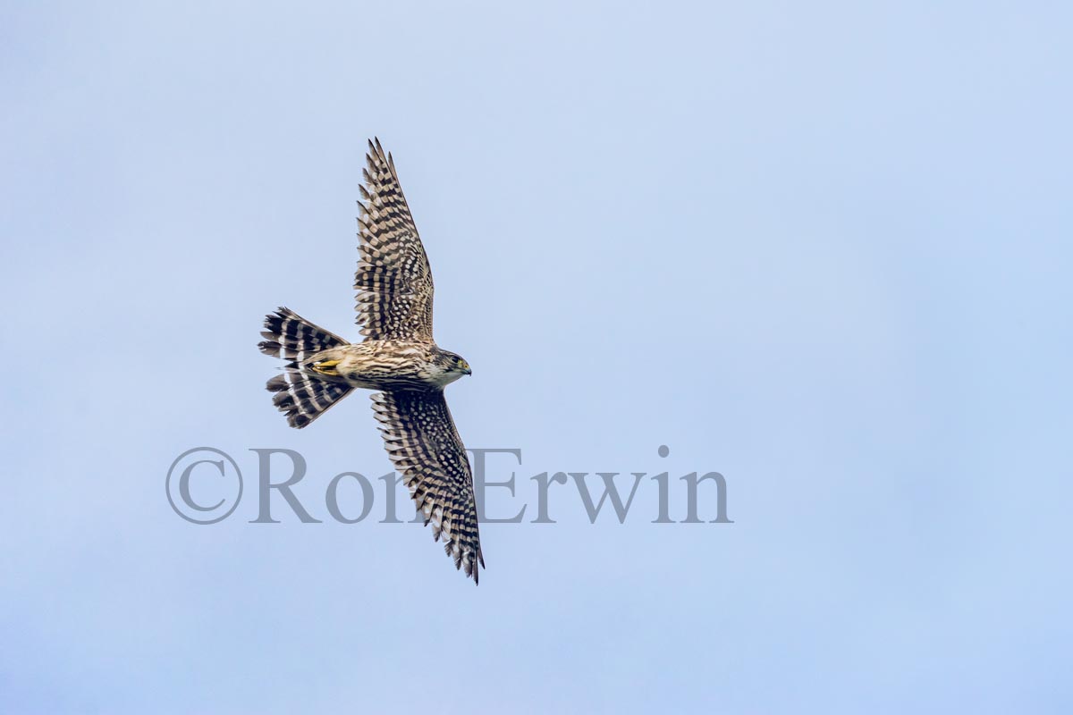 Merlin in Flight