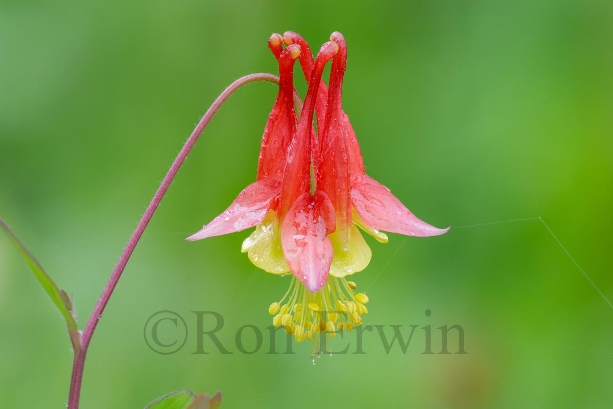 Wild Red Columbine