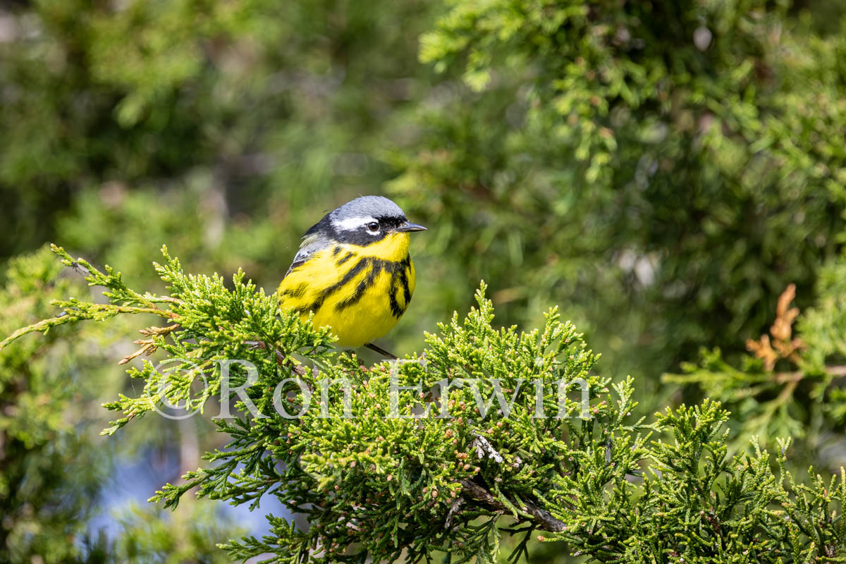Magnolia Warbler Male