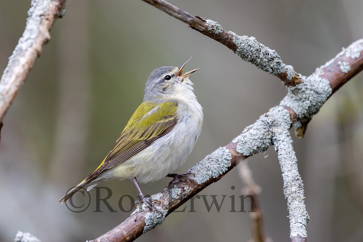 Tennessee Warbler Male