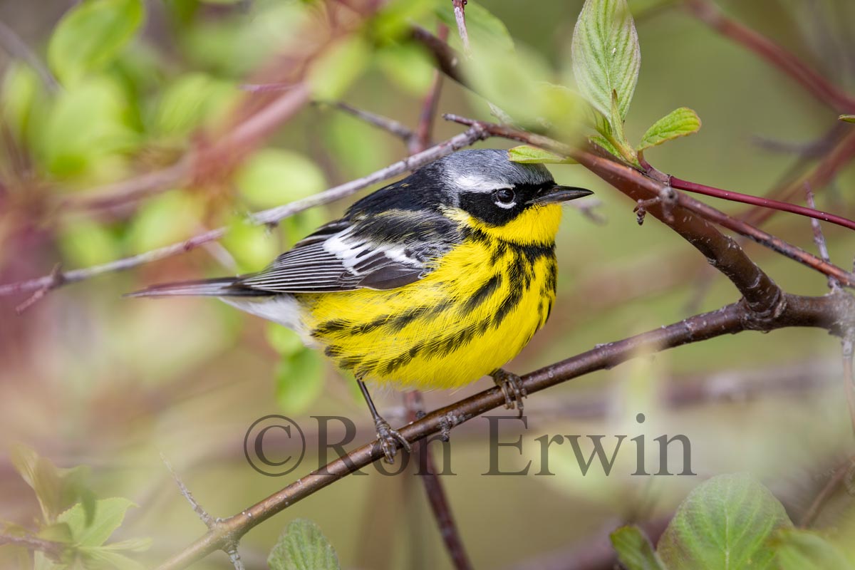 Magnolia Warbler Male