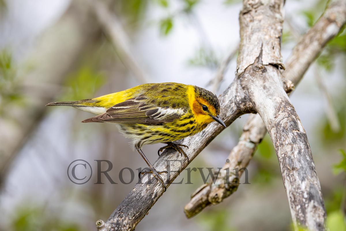 Cape May Warbler Male