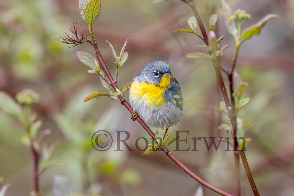 Immature Female Northern Parula