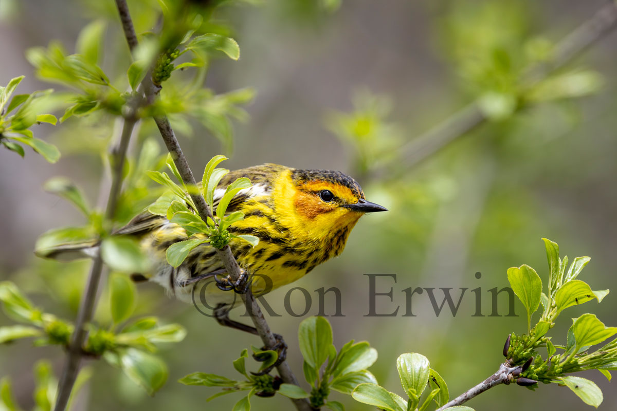 Cape May Warbler Male