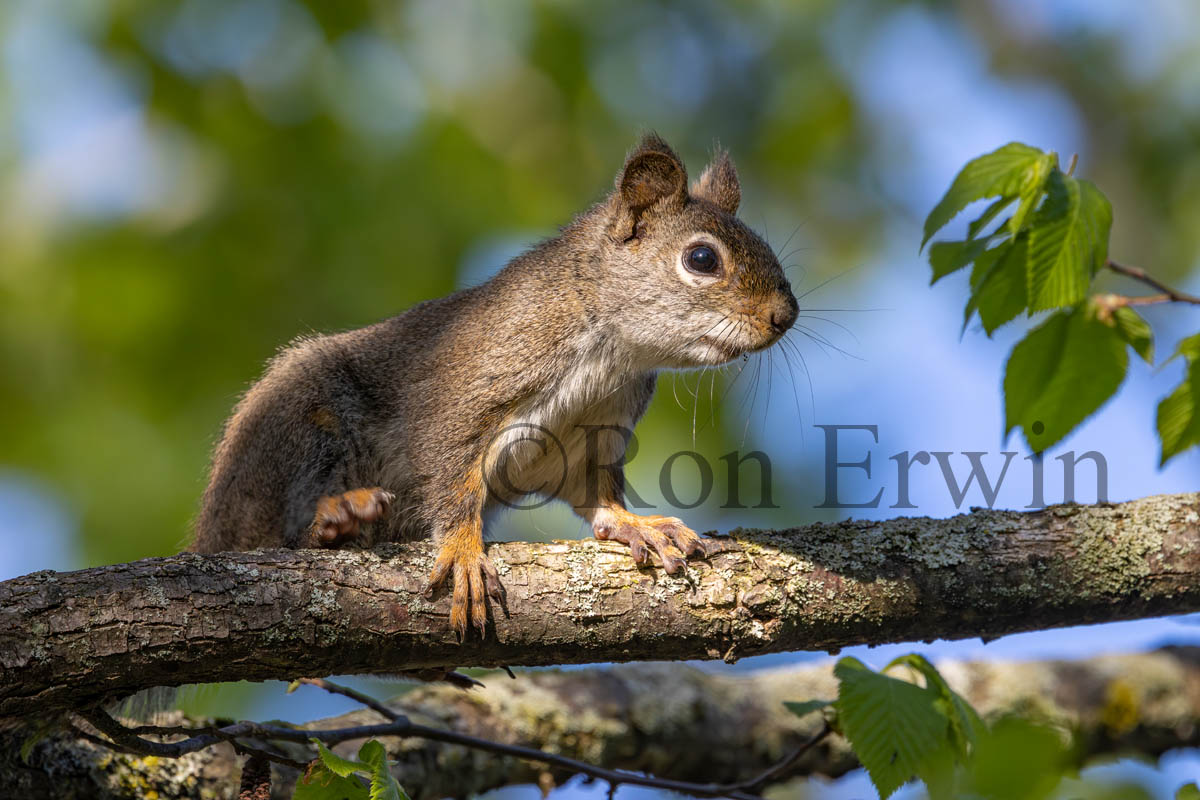 American Red Squirrel