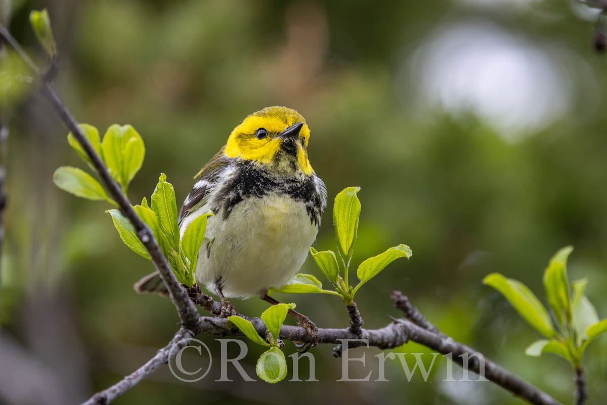 Black-throated Green Warbler Male