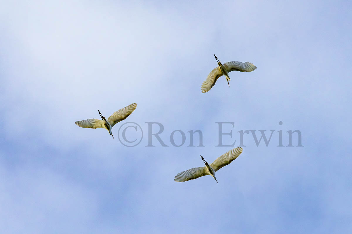 Great Egrets in Flight