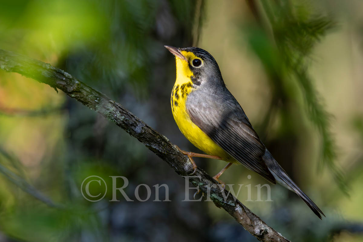 Male Canada Warbler