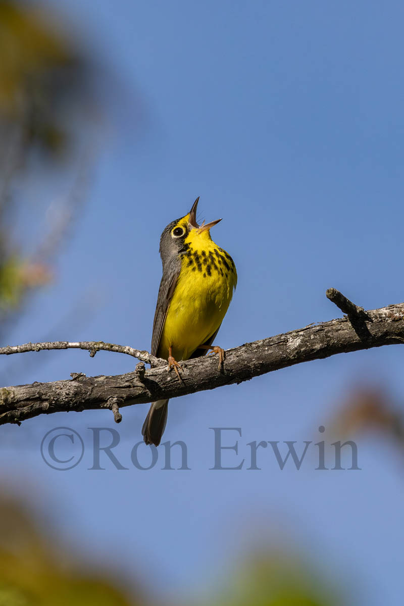 Singing Male Canada Warbler