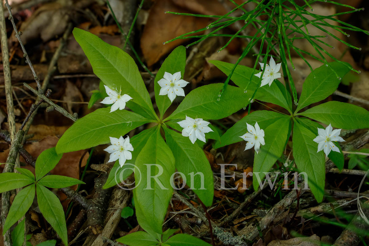 Starflower 