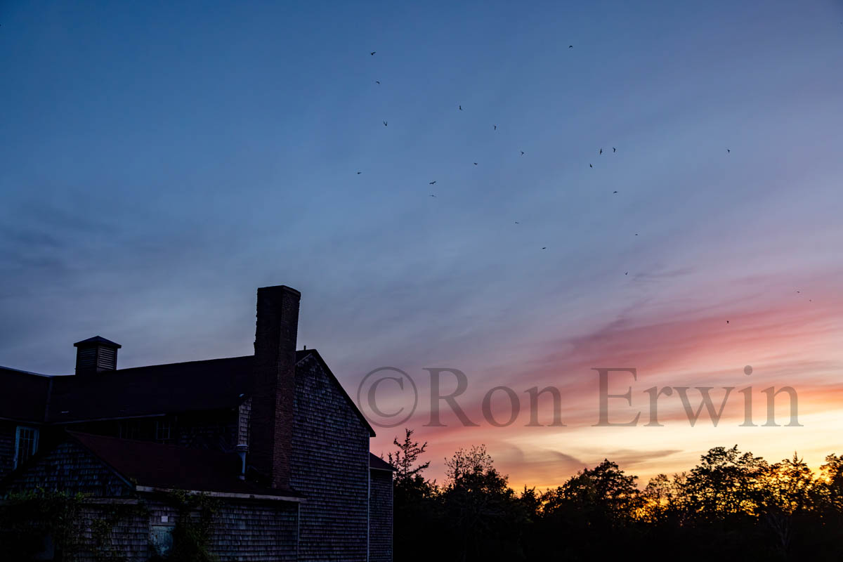 Chimney Swifts over Base31
