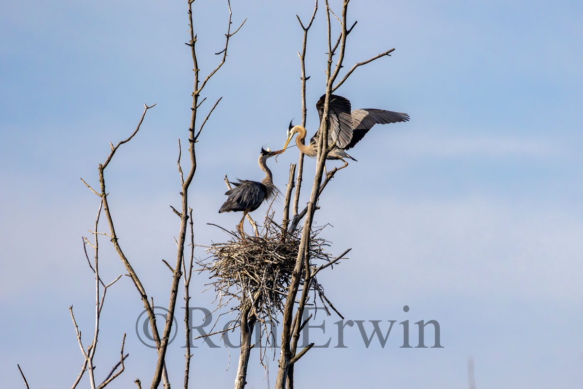 Great Blue Herons at Nest