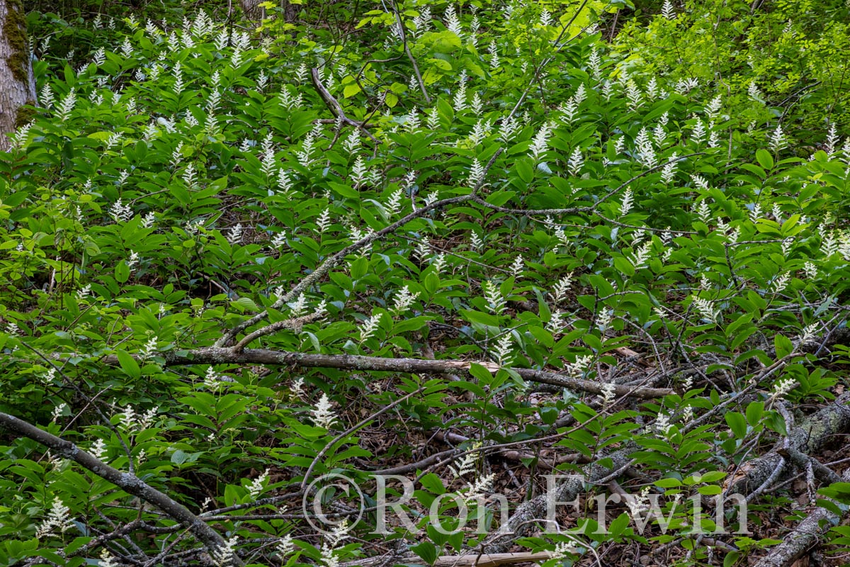 False Solomon's Seal