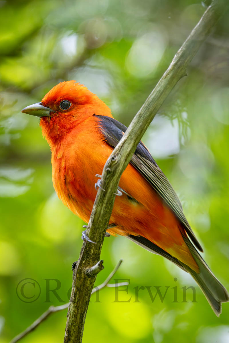 Male Scarlet Tanager