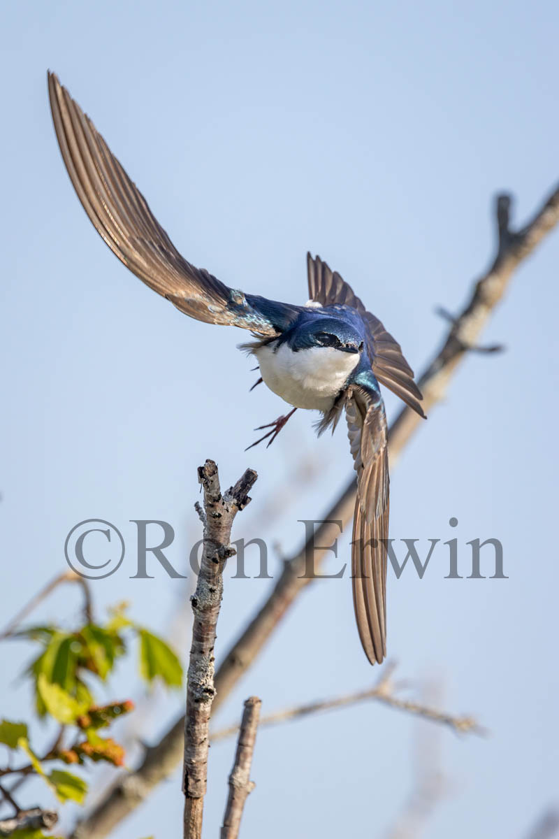 Tree Swallow in Flight