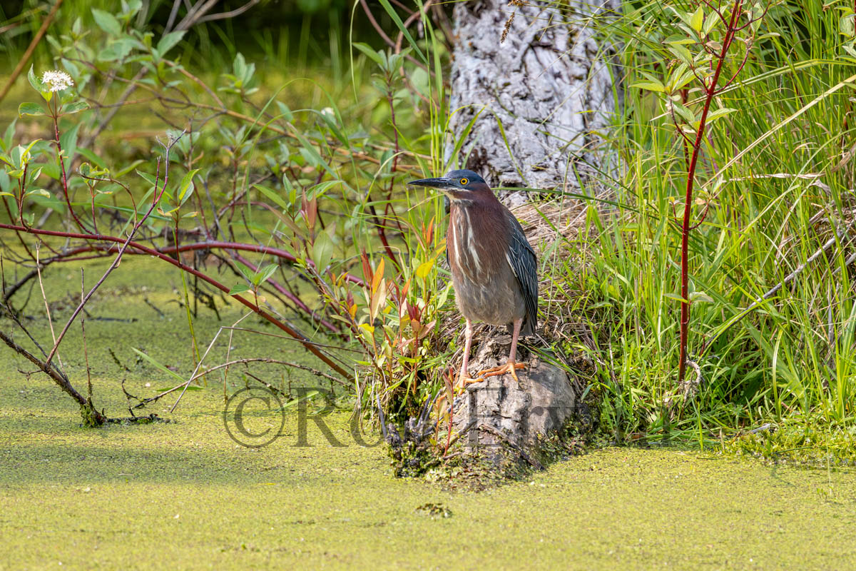 Green Heron