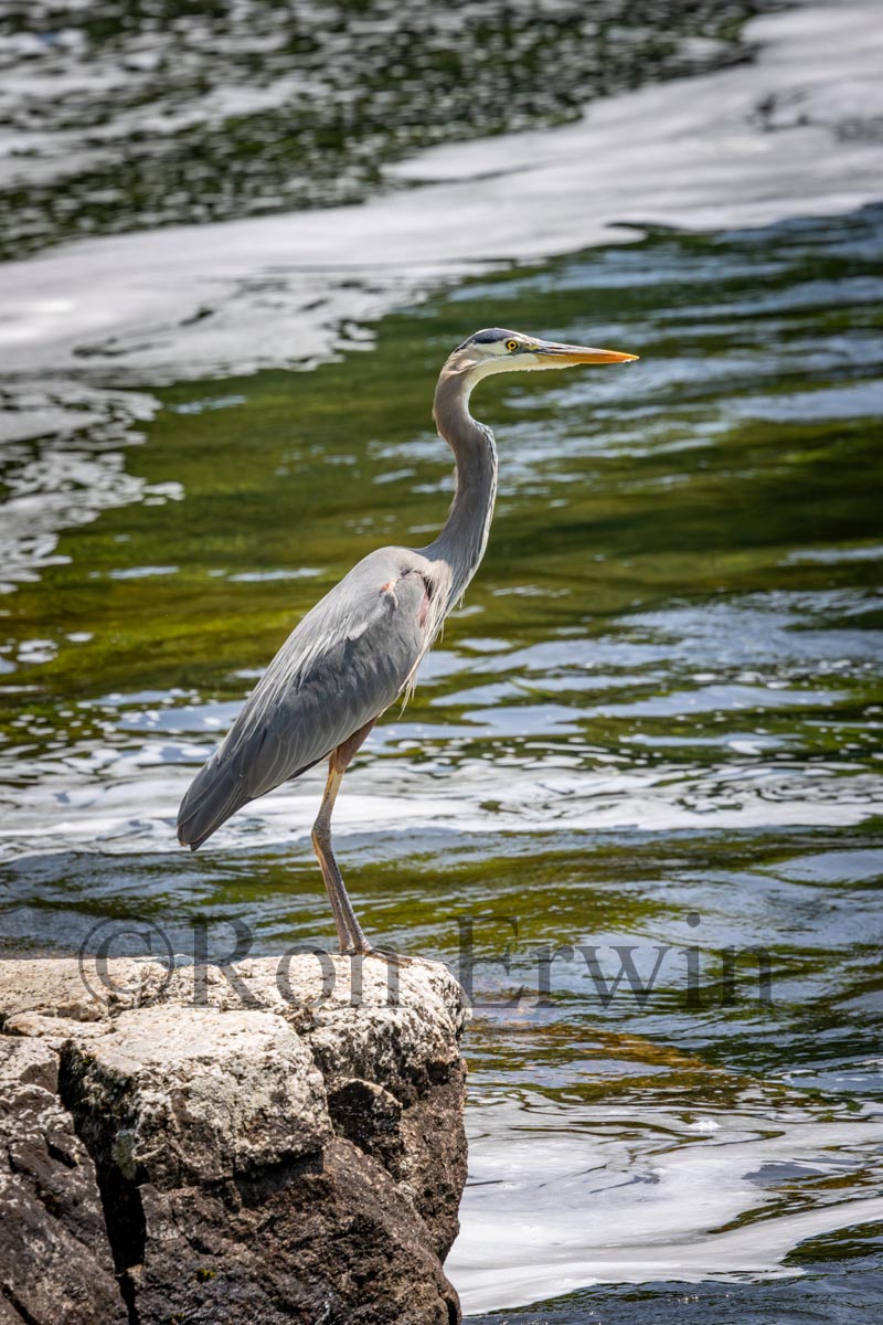 Great Blue Heron