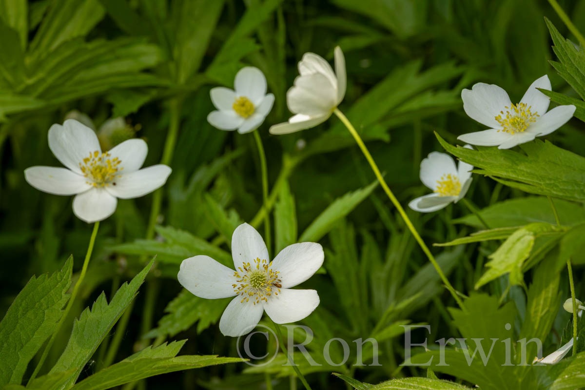 Canada Anemone