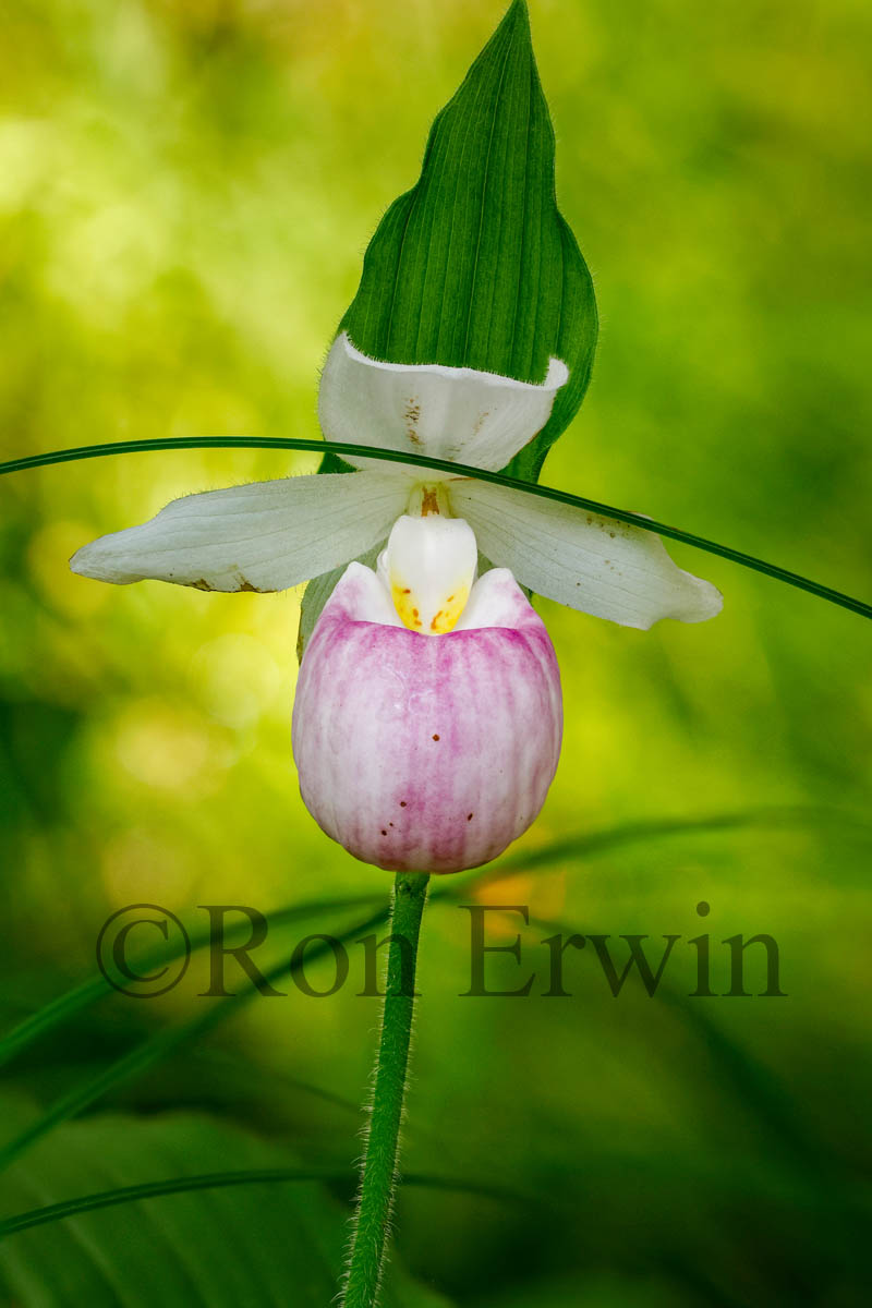 Showy Lady's Slippers