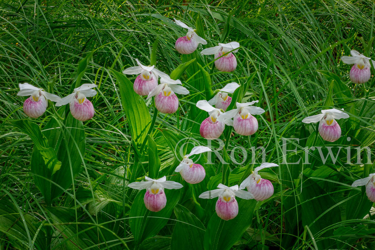 Showy Lady's Slippers