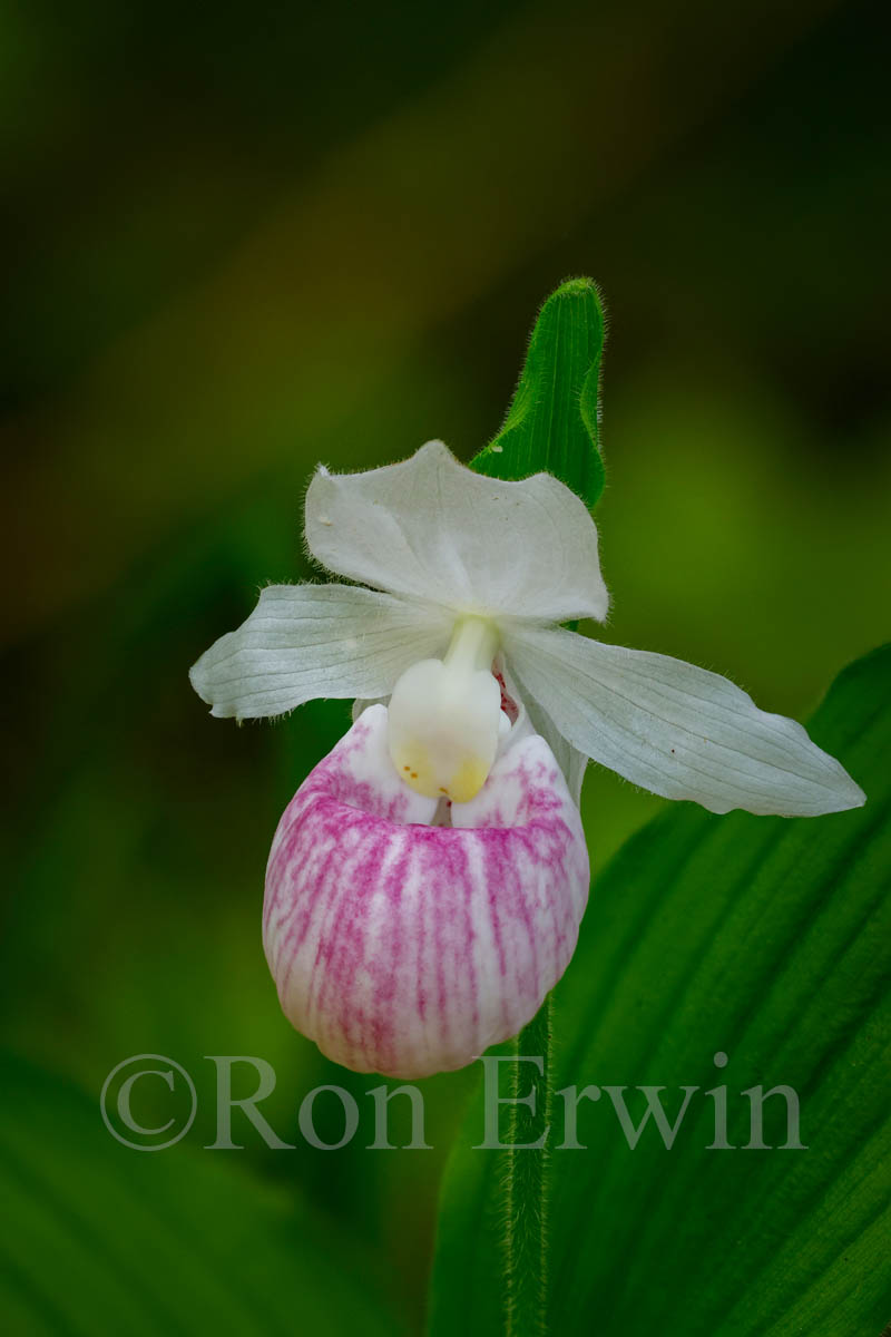 Showy Lady's Slippers