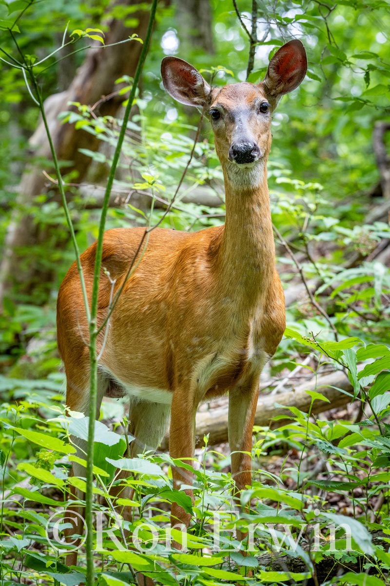 White-tailed Deer