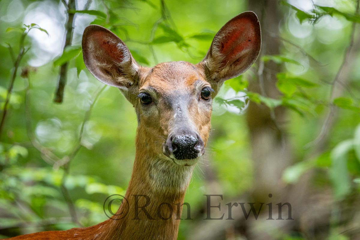 White-tailed Deer