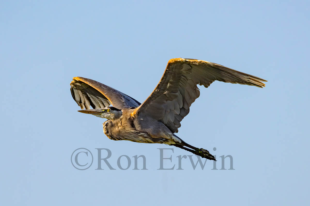 Immature Great Blue Heron
