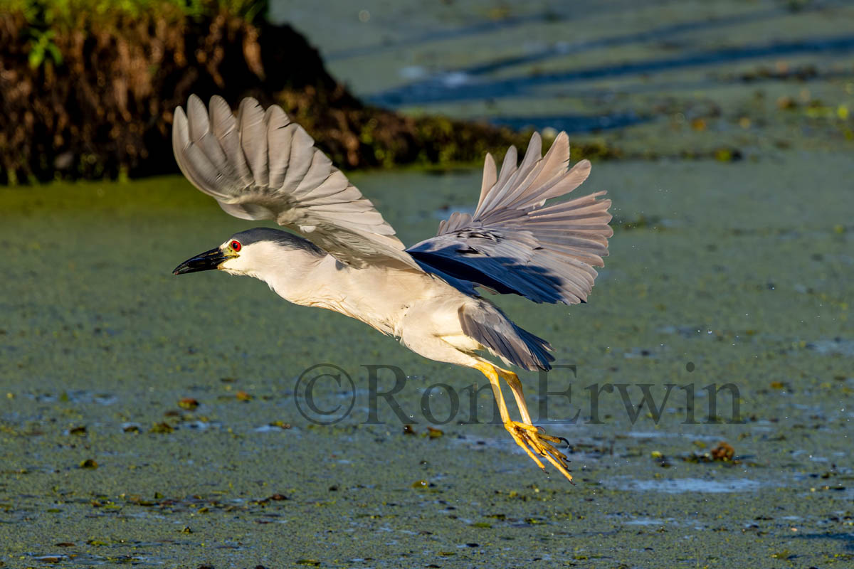 Black-crowned Night Heron in Flight