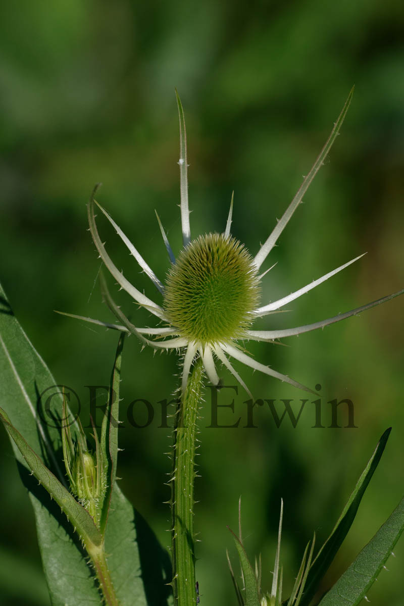 Wild Teasel