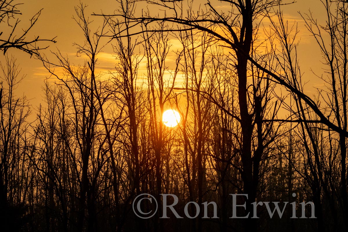 Slab Creek Swamp, PEC