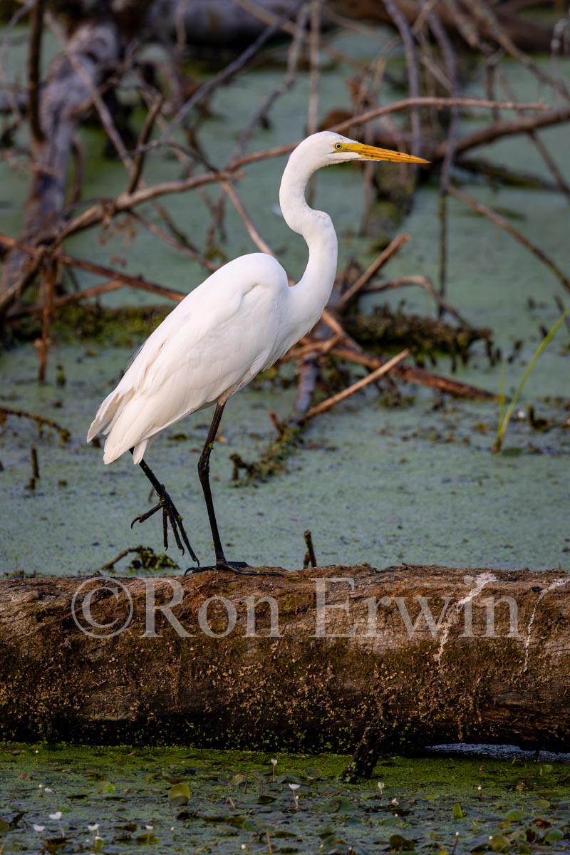 Great Egret