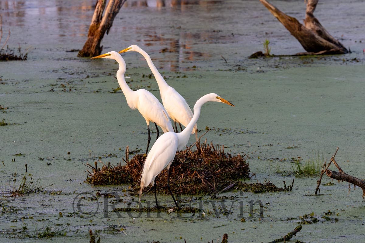 Great Egrets