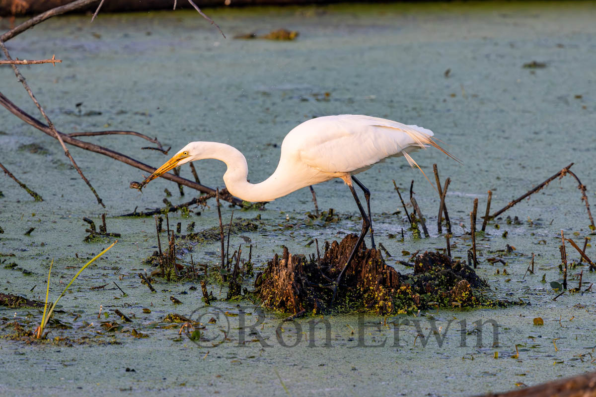 Great Egret