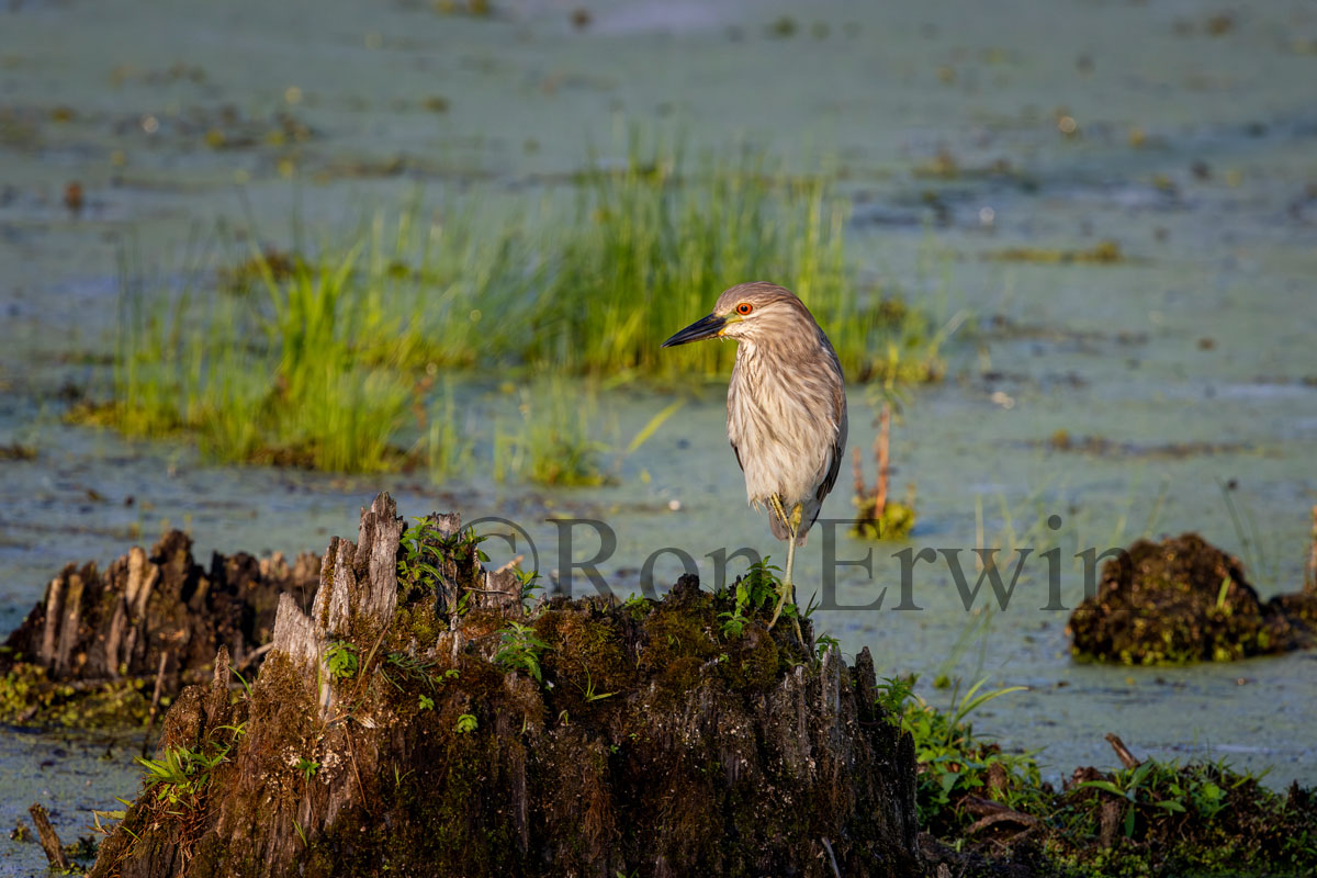 Immature Black-crowned Night Heron