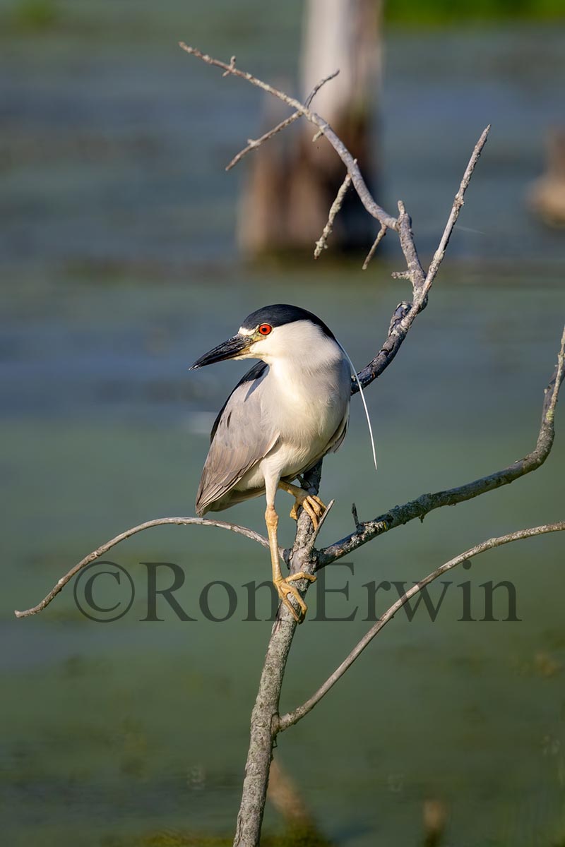 Black-crowned Night Heron